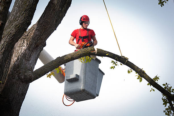 Large Tree Removal in Prince Frederick, MD